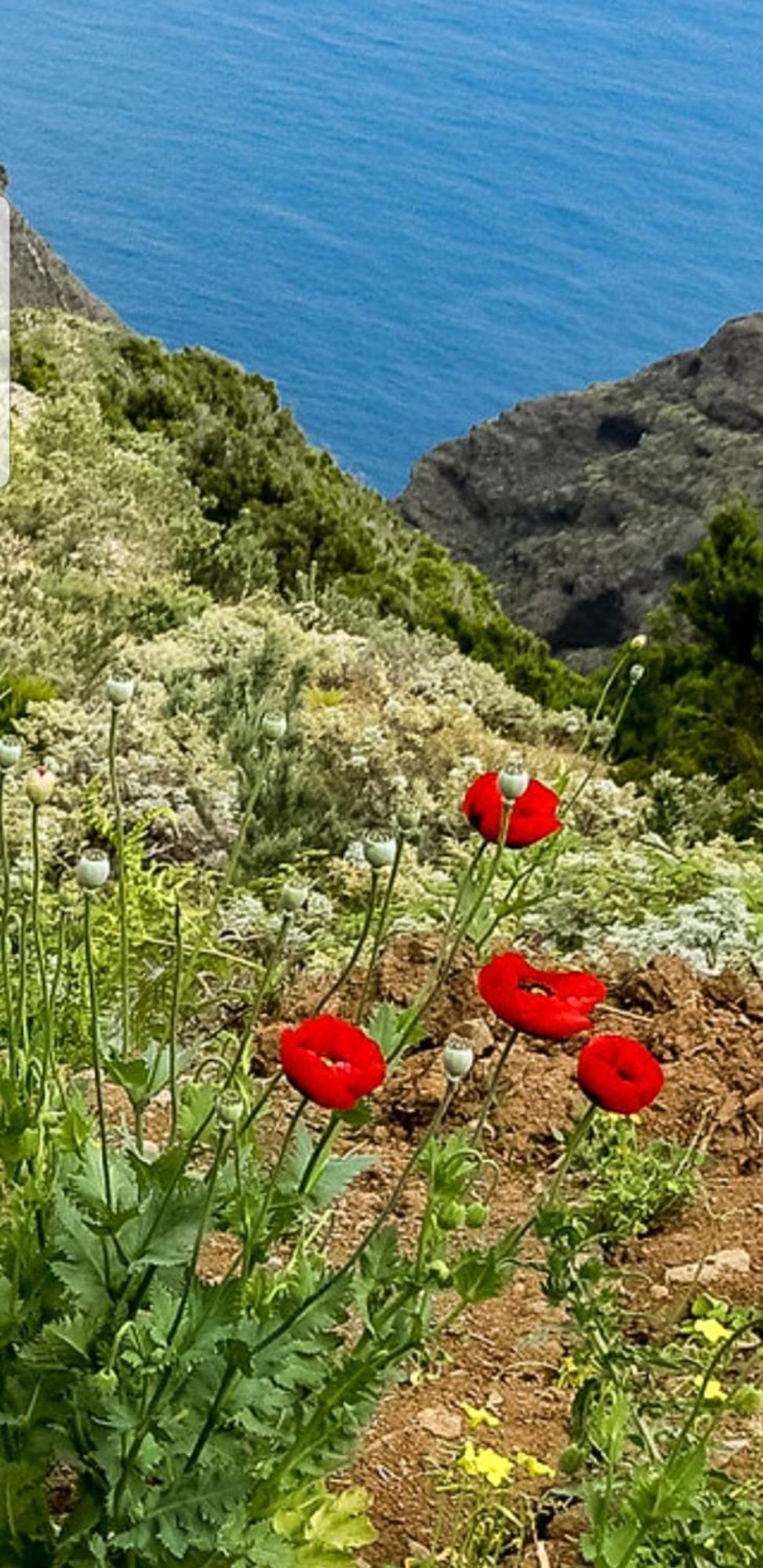 The Poppies Guest House - 100M Ocean - Private Spaces Candelaria Buitenkant foto