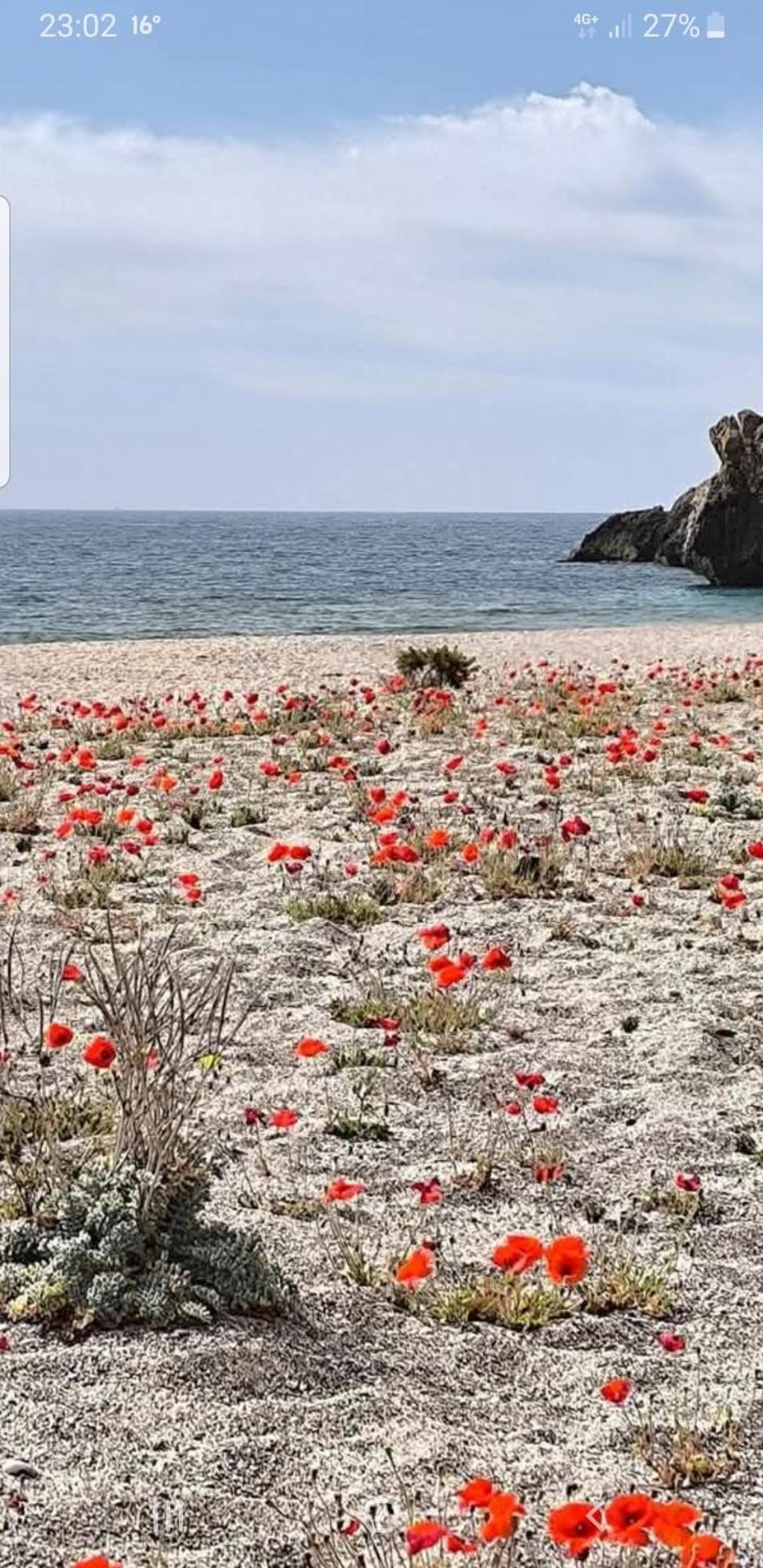 The Poppies Guest House - 100M Ocean - Private Spaces Candelaria Buitenkant foto